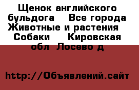 Щенок английского бульдога  - Все города Животные и растения » Собаки   . Кировская обл.,Лосево д.